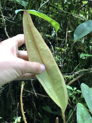 Anthurium caucanum, photograph 4