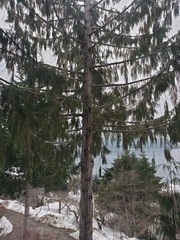 Cupressus nootkatensis