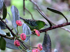 Ixothraupis xanthogastra