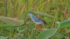 Porphyrio flavirostris