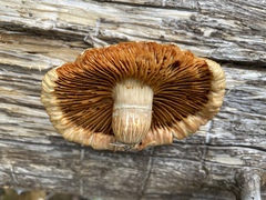 Pleurotus levis