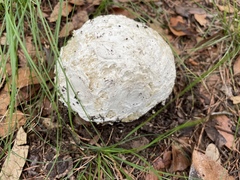 Mycenastrum corium