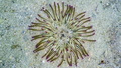 Condylactis aurantiaca