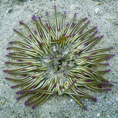 Condylactis aurantiaca