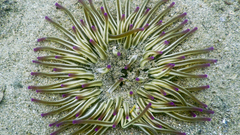 Condylactis aurantiaca