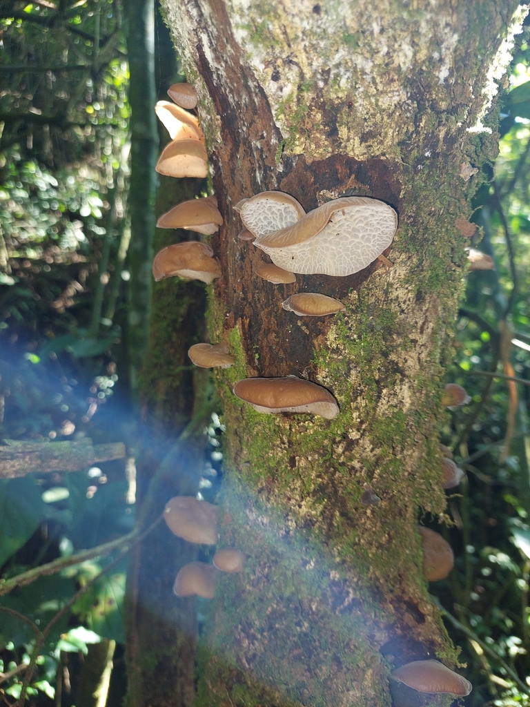 Auricularia delicata · January 2022 · photo: © danielmesa1 (iNaturalist, cc-by)