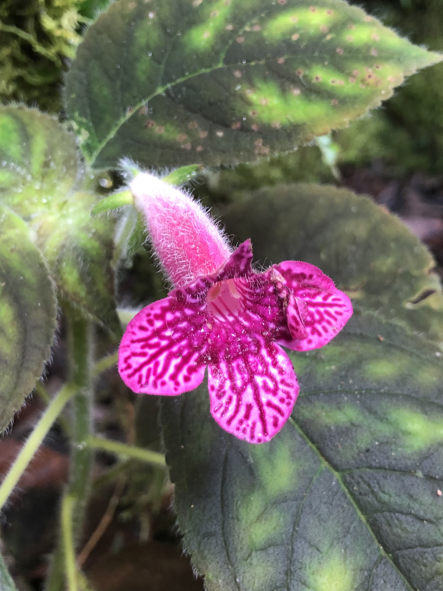 Kohleria amabilis