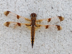 Libellula semifasciata