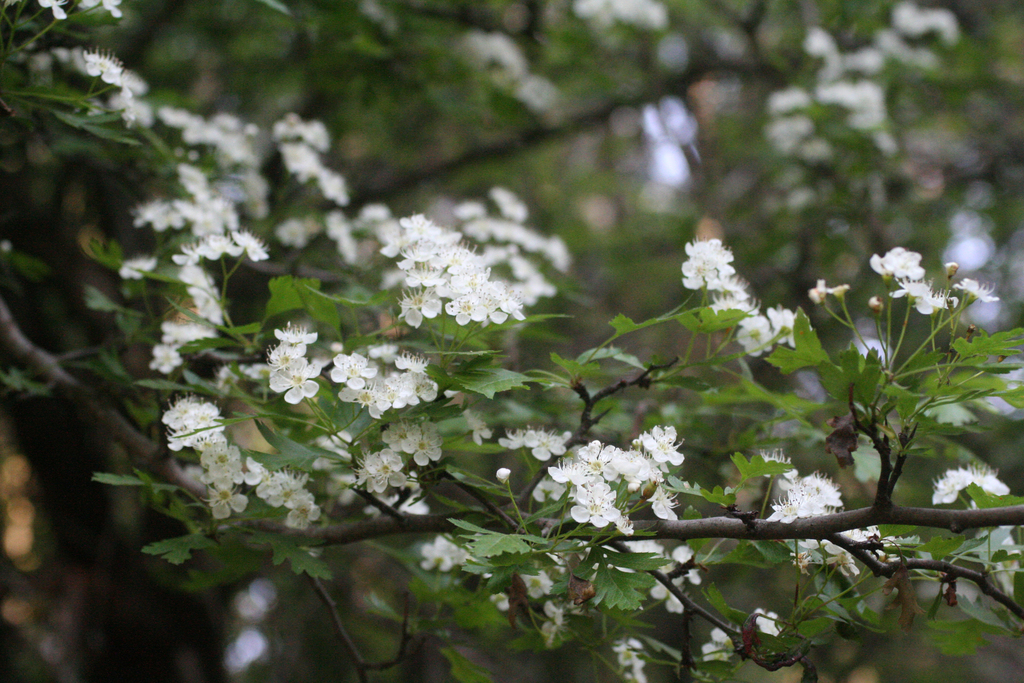 Crataegus granatensis; photograph (c) Oleg Kosterin, some rights reserved (CC BY)