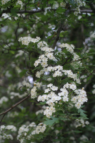 Crataegus granatensis, photograph 3