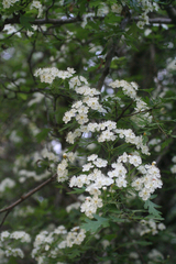 Crataegus granatensis