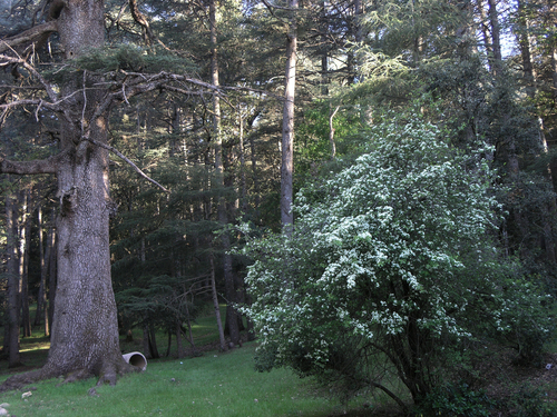 Crataegus granatensis, photograph 4