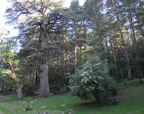 Crataegus granatensis, photograph 5
