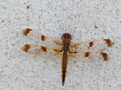 Libellula semifasciata