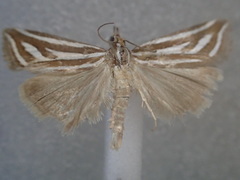Hednota odontoides
