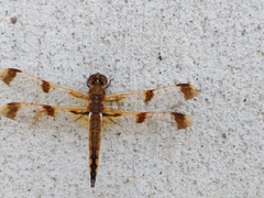 Libellula semifasciata