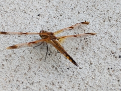 Libellula semifasciata
