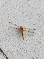 Libellula semifasciata