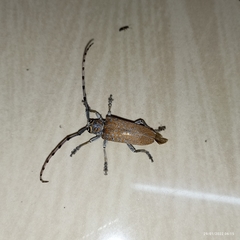 Celosterna scabrator