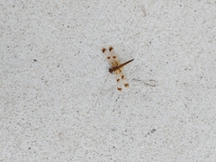 Libellula semifasciata