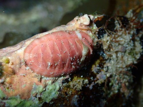 Chiton carnosus · iNaturalist