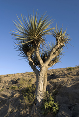Dracaena serrulata