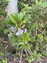 Ajugoideae