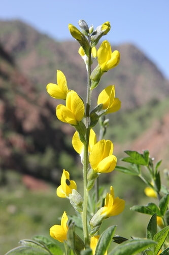 Thermopsis alterniflora