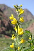 Thermopsis alterniflora - Photo (c) Наталья Бешко, some rights reserved (CC BY-NC), uploaded by Наталья Бешко