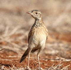 Mirafra hypermetra hypermetra