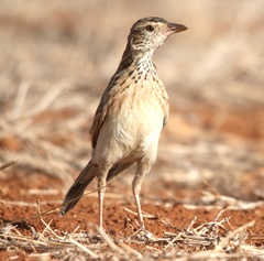 Mirafra hypermetra hypermetra