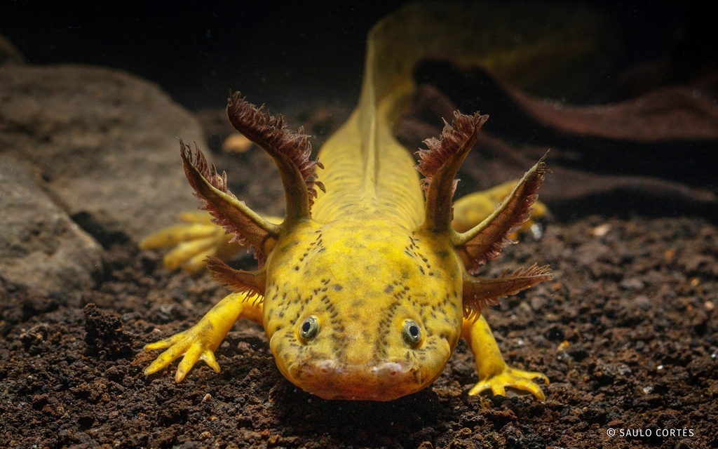 Blunt-headed Salamander in January 2021 by Saulo Cortés · iNaturalist