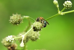 Augochloropsis tupacamaru