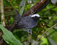 Myrmoborus leucophrys