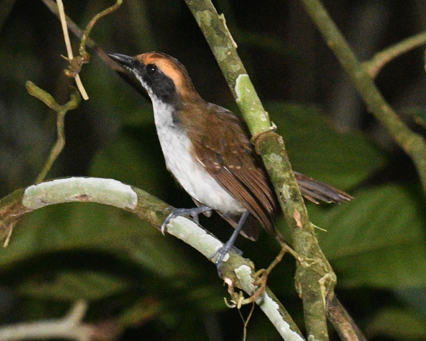 White-browed Antbird illustration