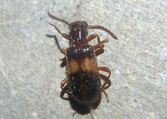 Cymatodera aegra