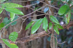 Nectandra coriacea