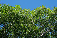 Pseudopanax crassifolius