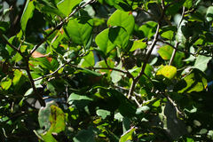 Coccoloba diversifolia