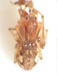 Pachygnatha furcillata