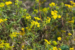 Flaveria linearis