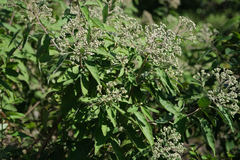 Pluchea carolinensis