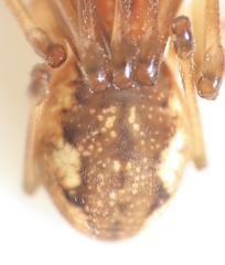 Pachygnatha furcillata