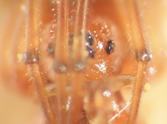 Pachygnatha furcillata