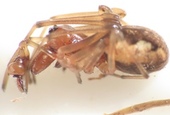 Pachygnatha furcillata