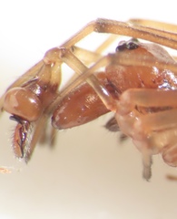 Pachygnatha furcillata