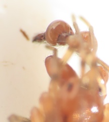 Pachygnatha furcillata