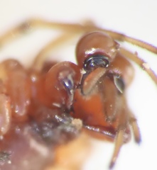 Pachygnatha furcillata