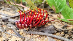 Grevillea laurifolia