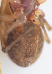 Pachygnatha furcillata